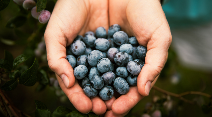 Big News About Blueberries!